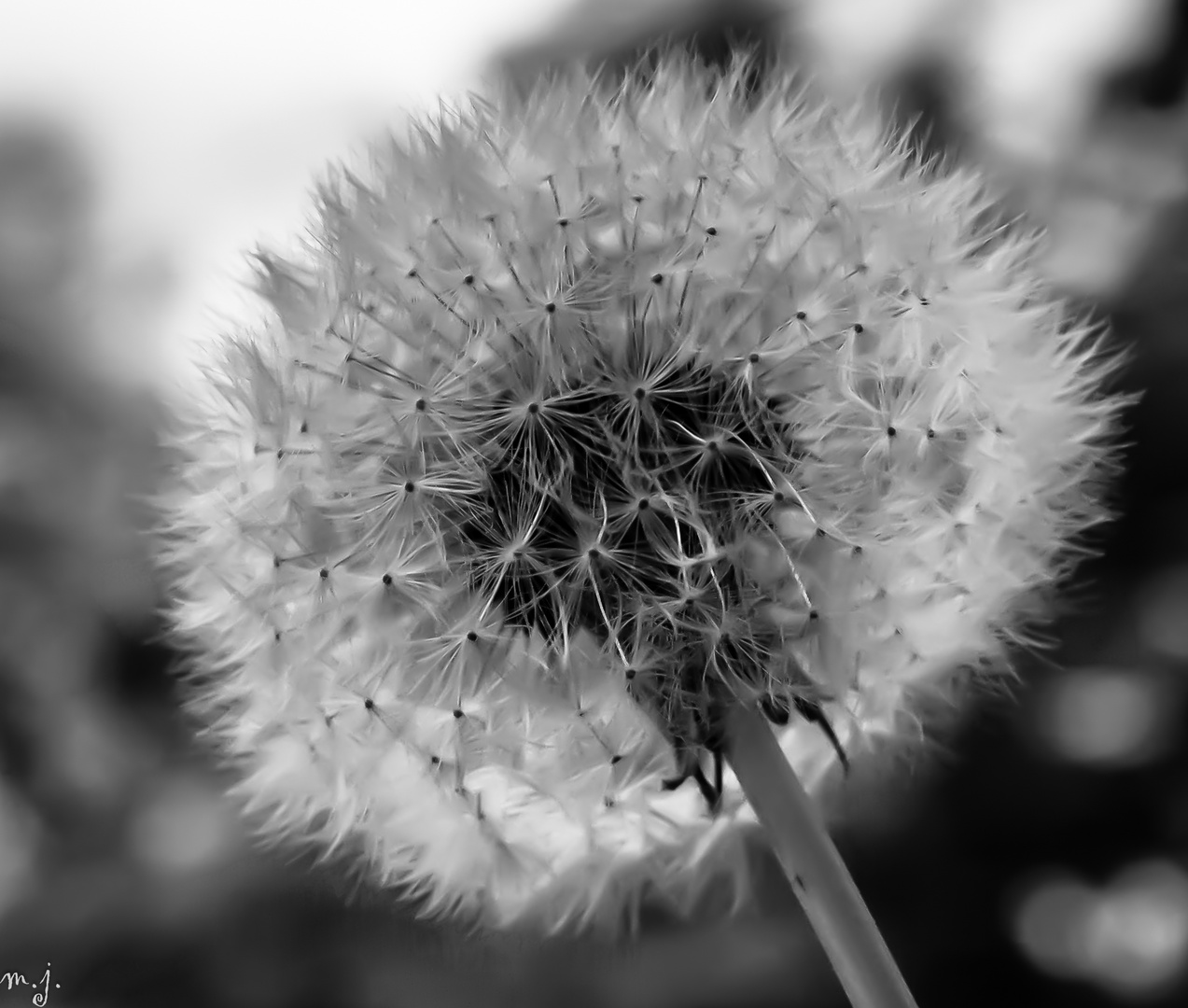 pusteblume