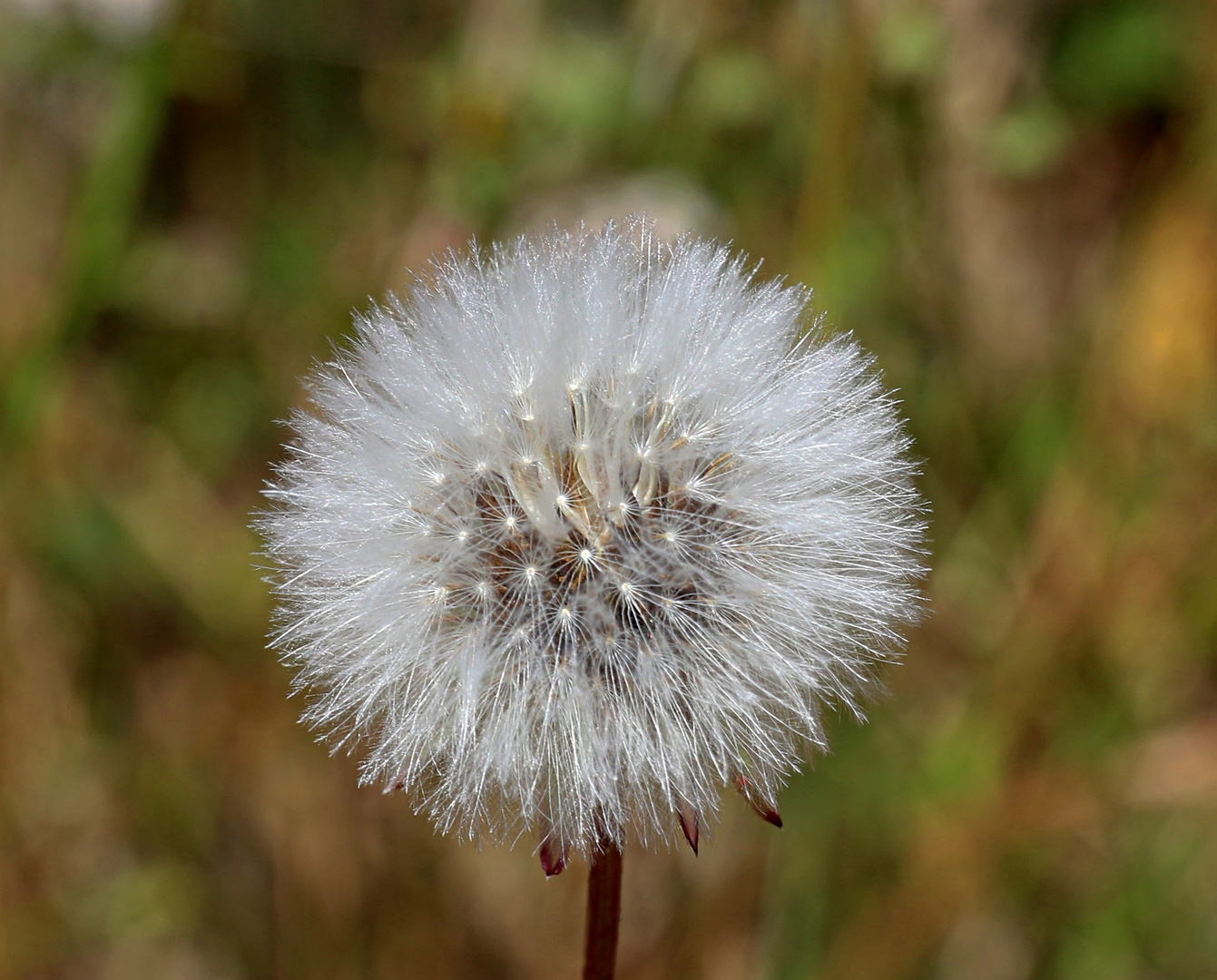 Pusteblume ...