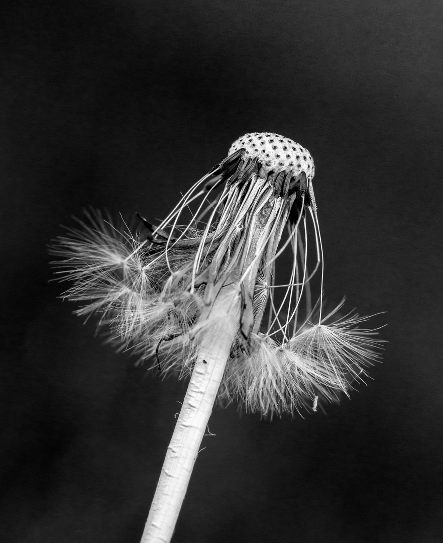 Pusteblume | Dandelion 2018 II