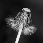 Pusteblume | Dandelion 2018 II