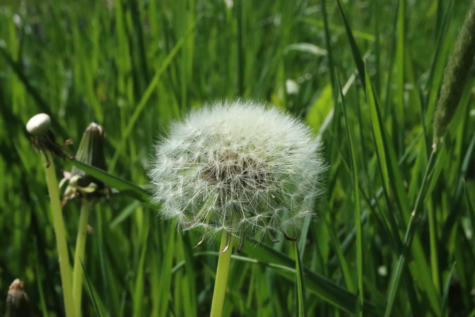 Pusteblume - Dandelion