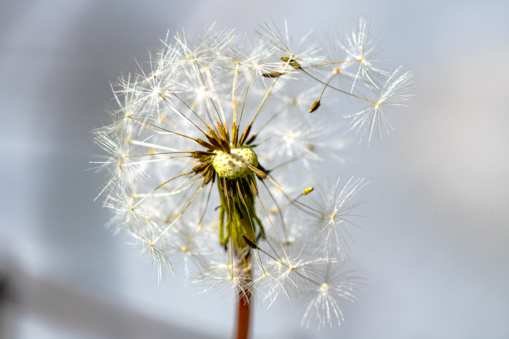 Pusteblume (Dandelion)