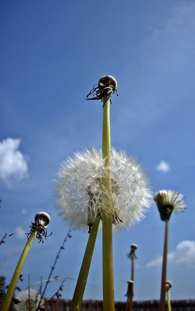 Pusteblume  - Dandelion