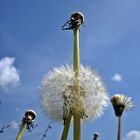 Pusteblume  - Dandelion