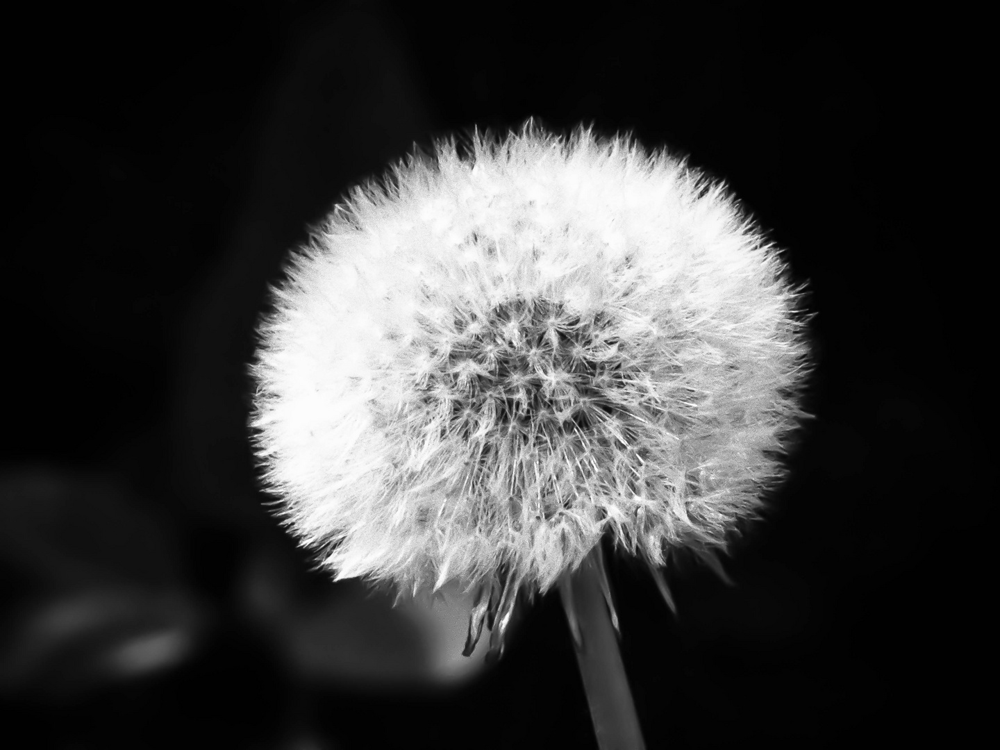 Pusteblume Dandelion in Monochrome