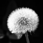 Pusteblume Dandelion in Monochrome