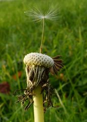 Pusteblume - das Ende naht