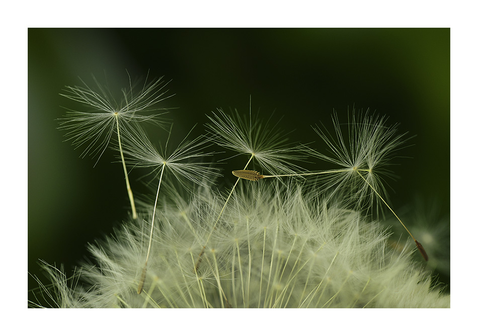 Pusteblume (Das Original)