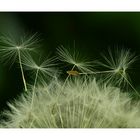 Pusteblume (Das Original)