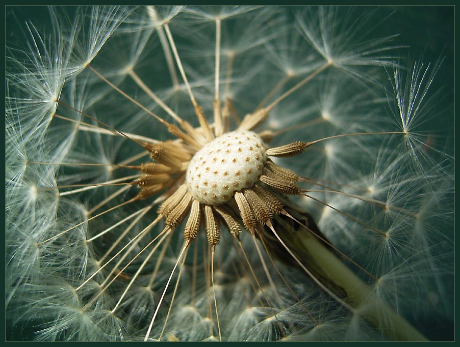 Pusteblume