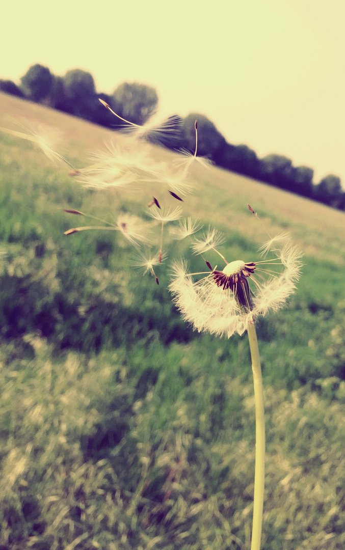 Pusteblume 