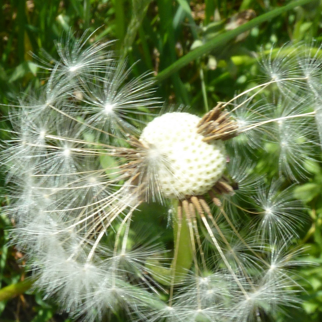 Pusteblume