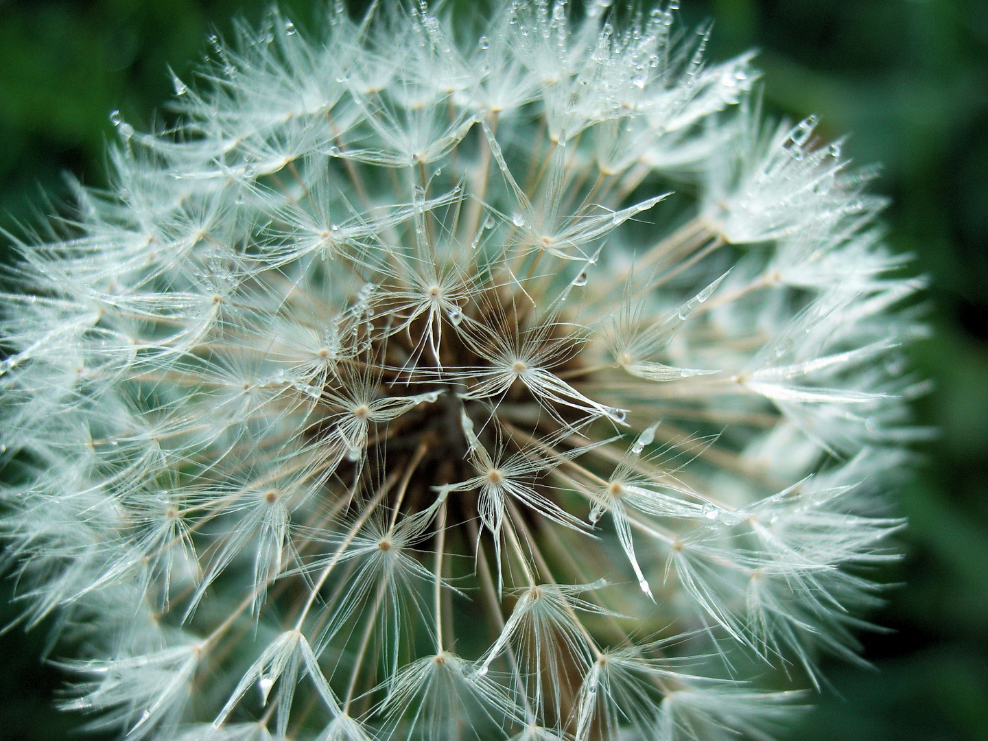 Pusteblume