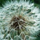 Pusteblume