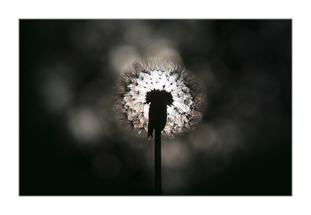 Pusteblume