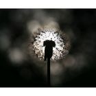 Pusteblume