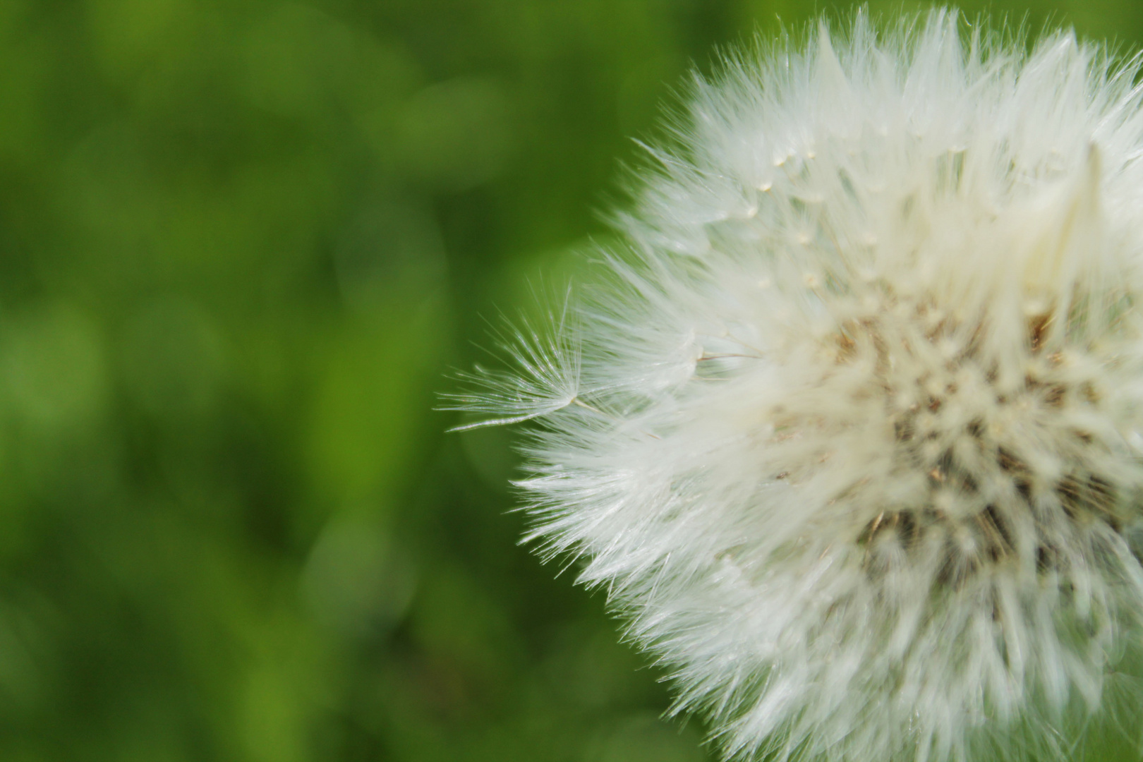 Pusteblume