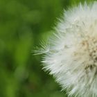 Pusteblume