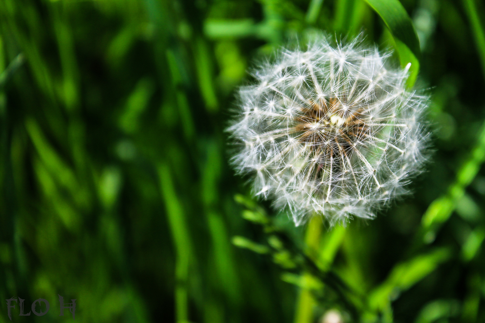 .pusteblume.