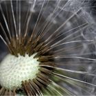 Pusteblume