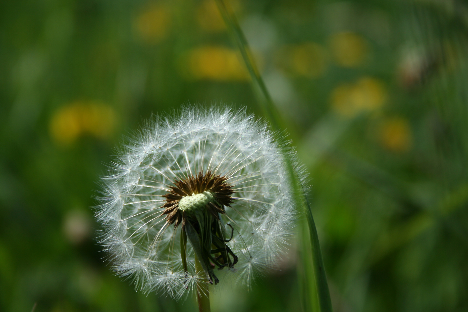 Pusteblume