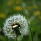 Pusteblume