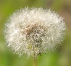 Pusteblume