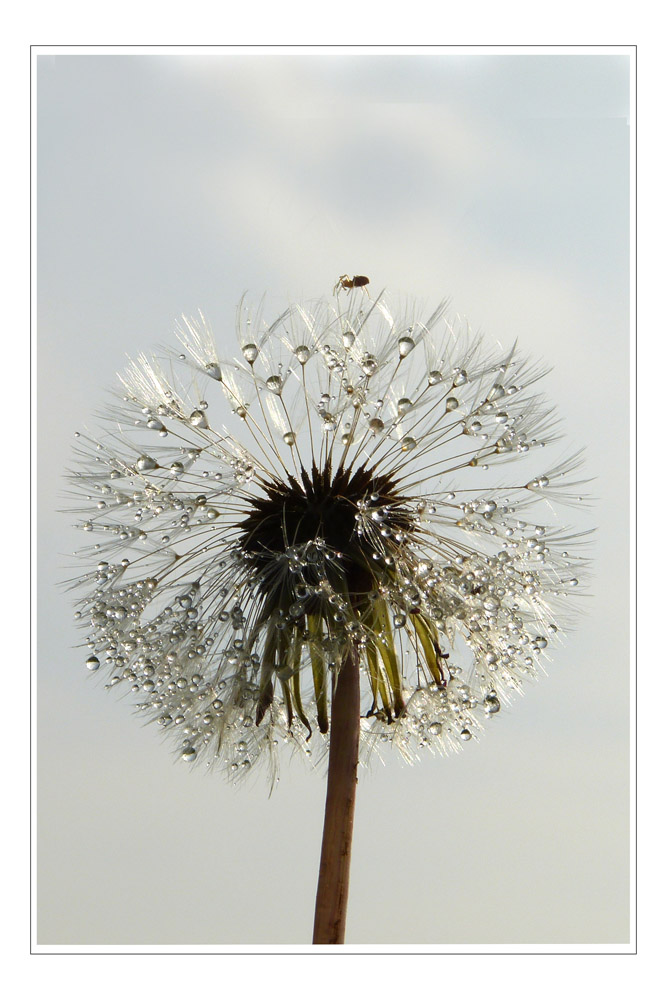 Pusteblume