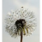 Pusteblume