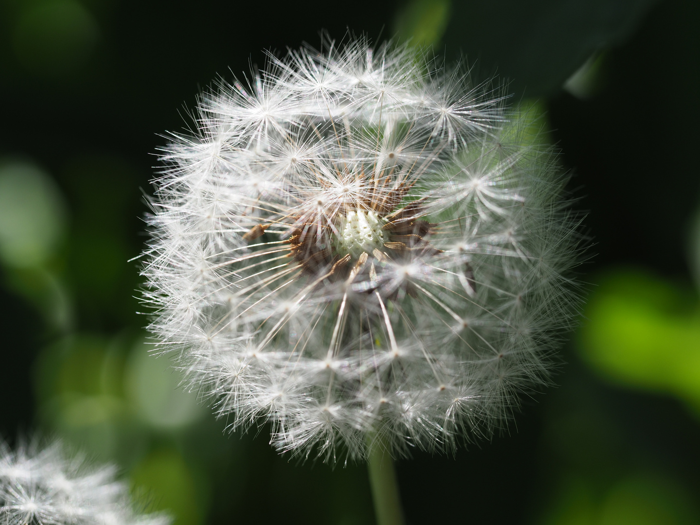 Pusteblume