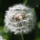 Pusteblume