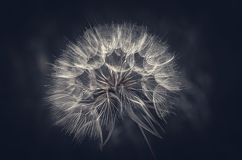 Pusteblume...