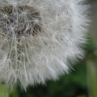 pusteblume