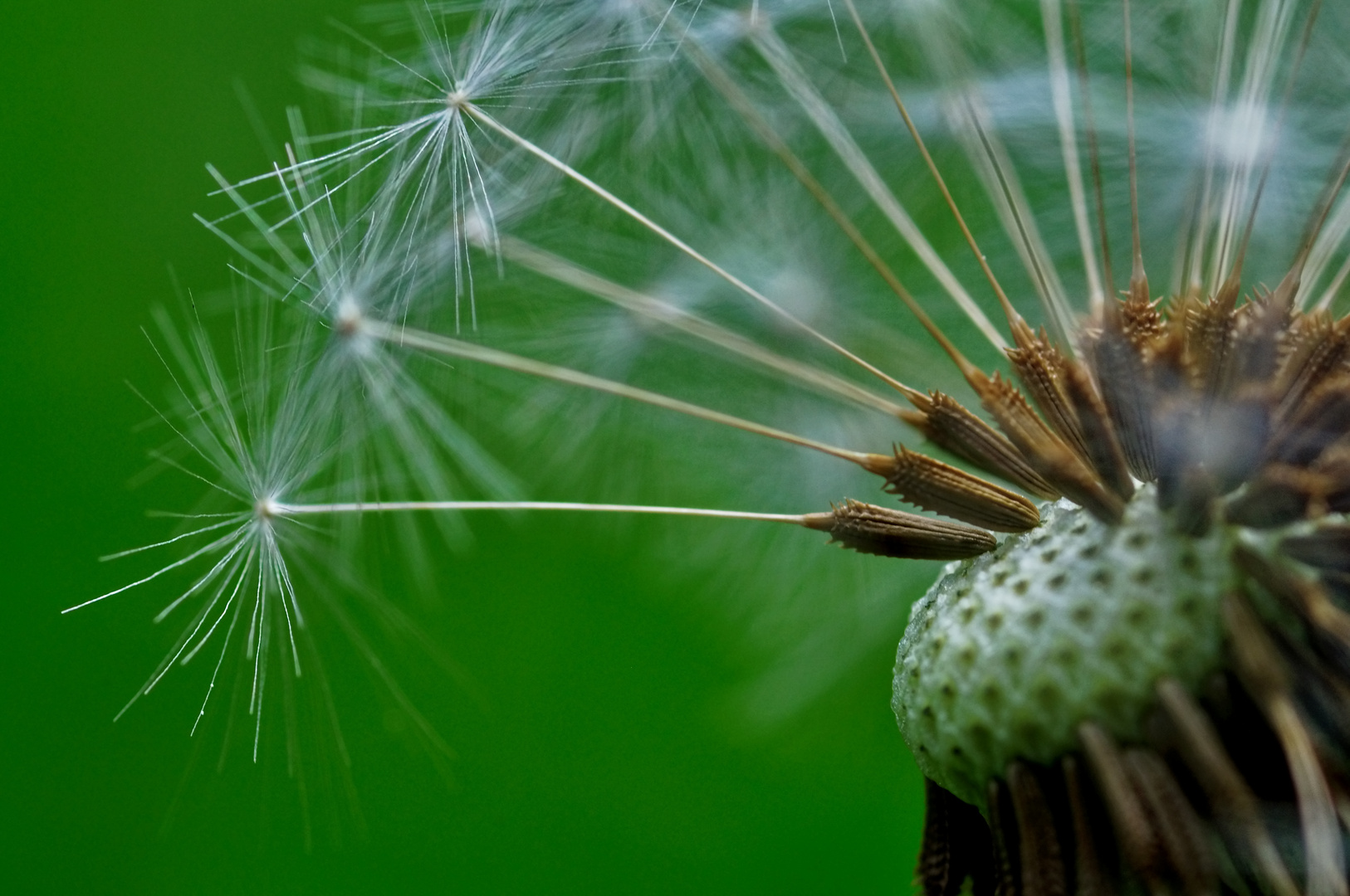 Pusteblume