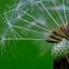 Pusteblume