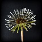 Pusteblume