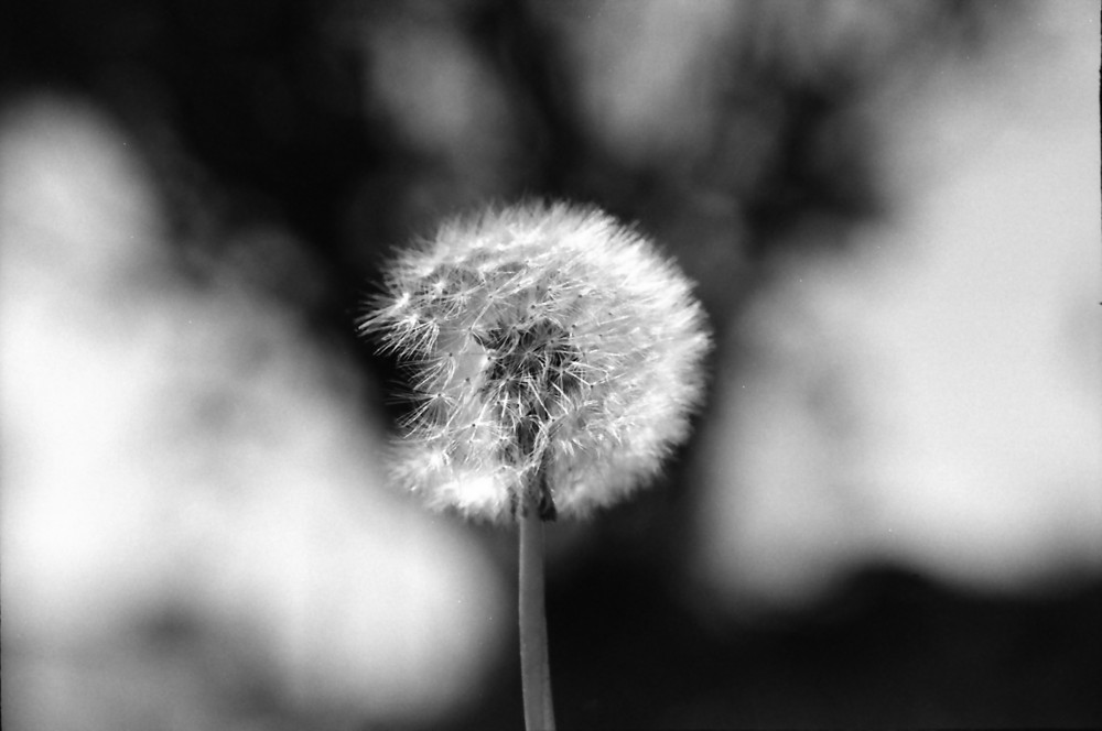 Pusteblume