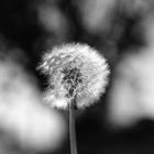 Pusteblume