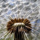 Pusteblume