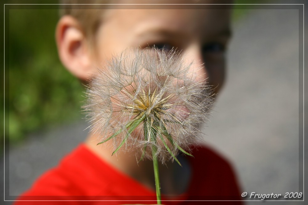 Pusteblume...