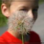 Pusteblume...