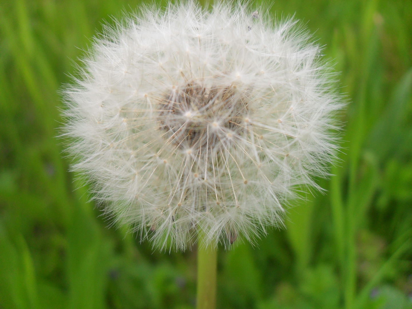 Pusteblume