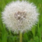 Pusteblume