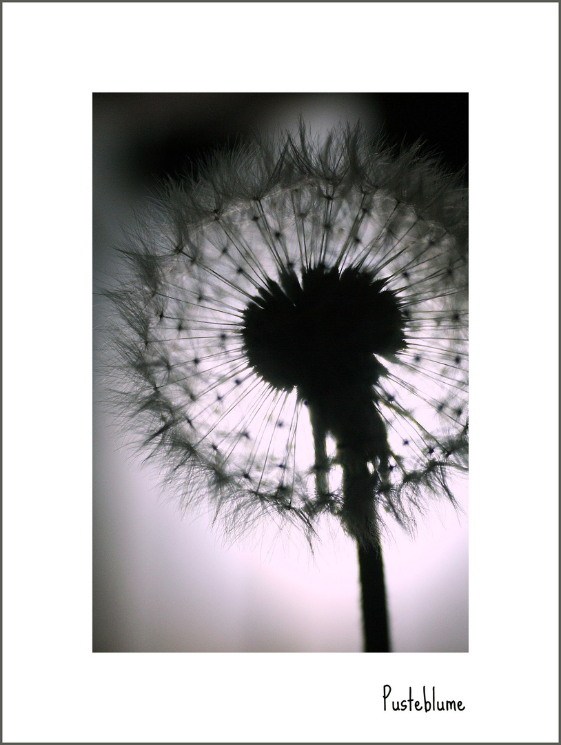 Pusteblume