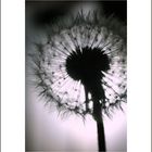 Pusteblume