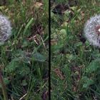 Pusteblume