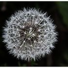 Pusteblume