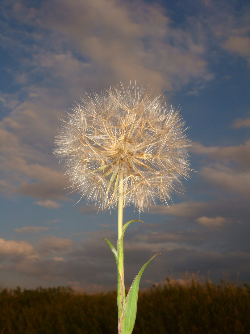 ...Pusteblume...