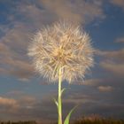 ...Pusteblume...