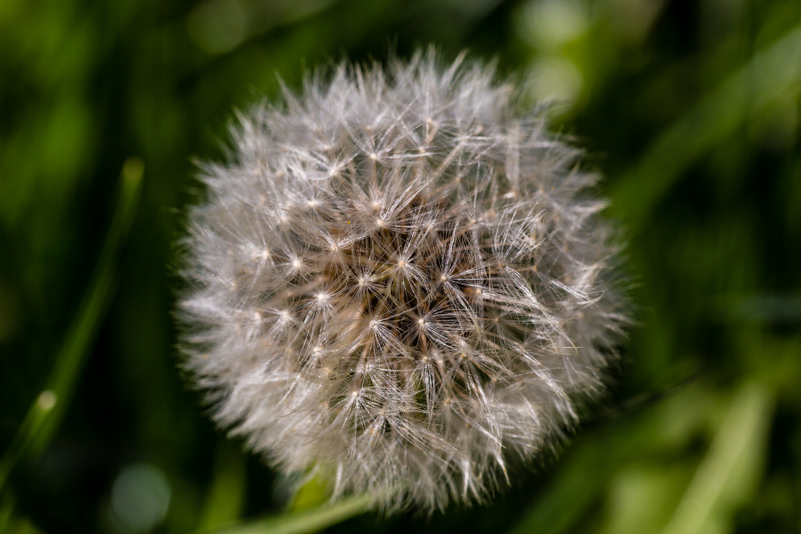 Pusteblume